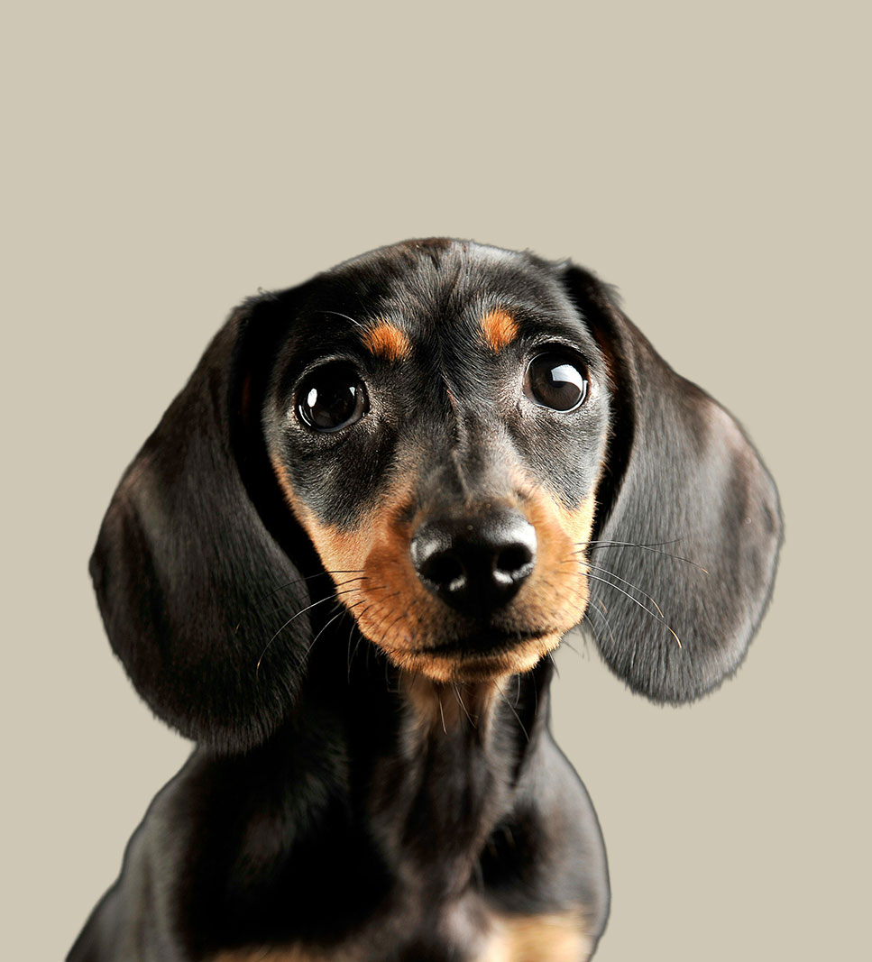 DACHSHUND PELO LISCIO
