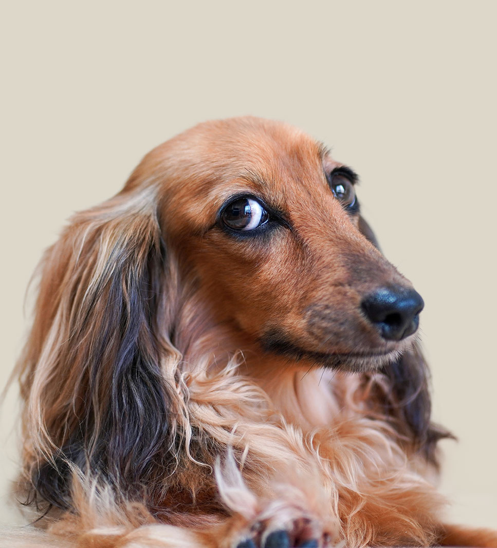 DACHSHUND PELO LUNGO