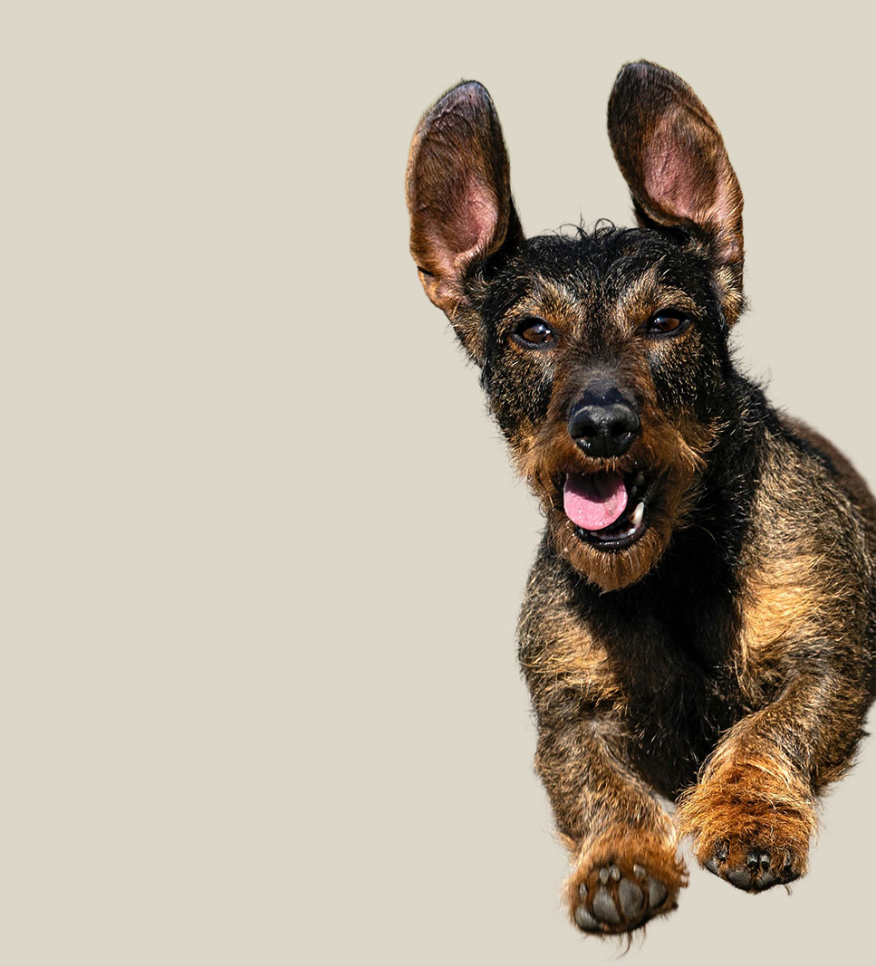 DACHSHUND PELO RUVIDO