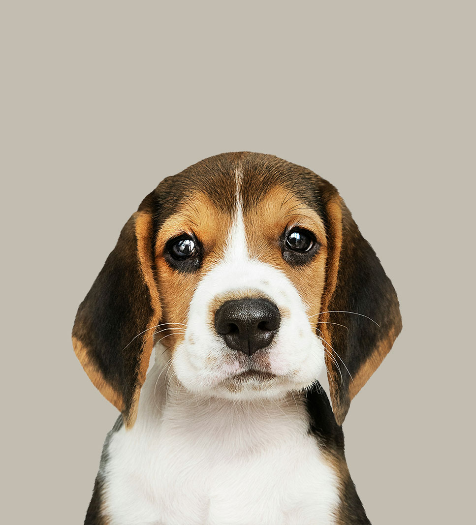 BEAGLE