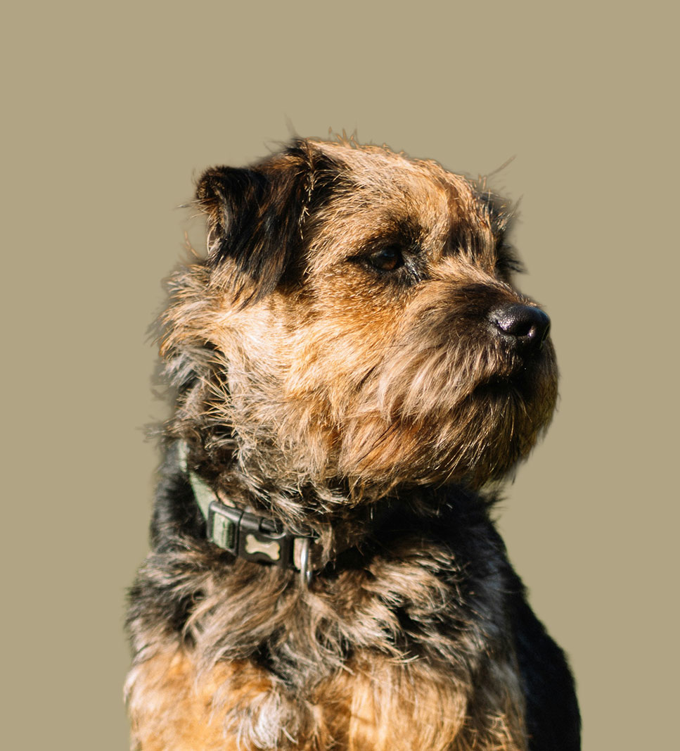 BORDER TERRIER