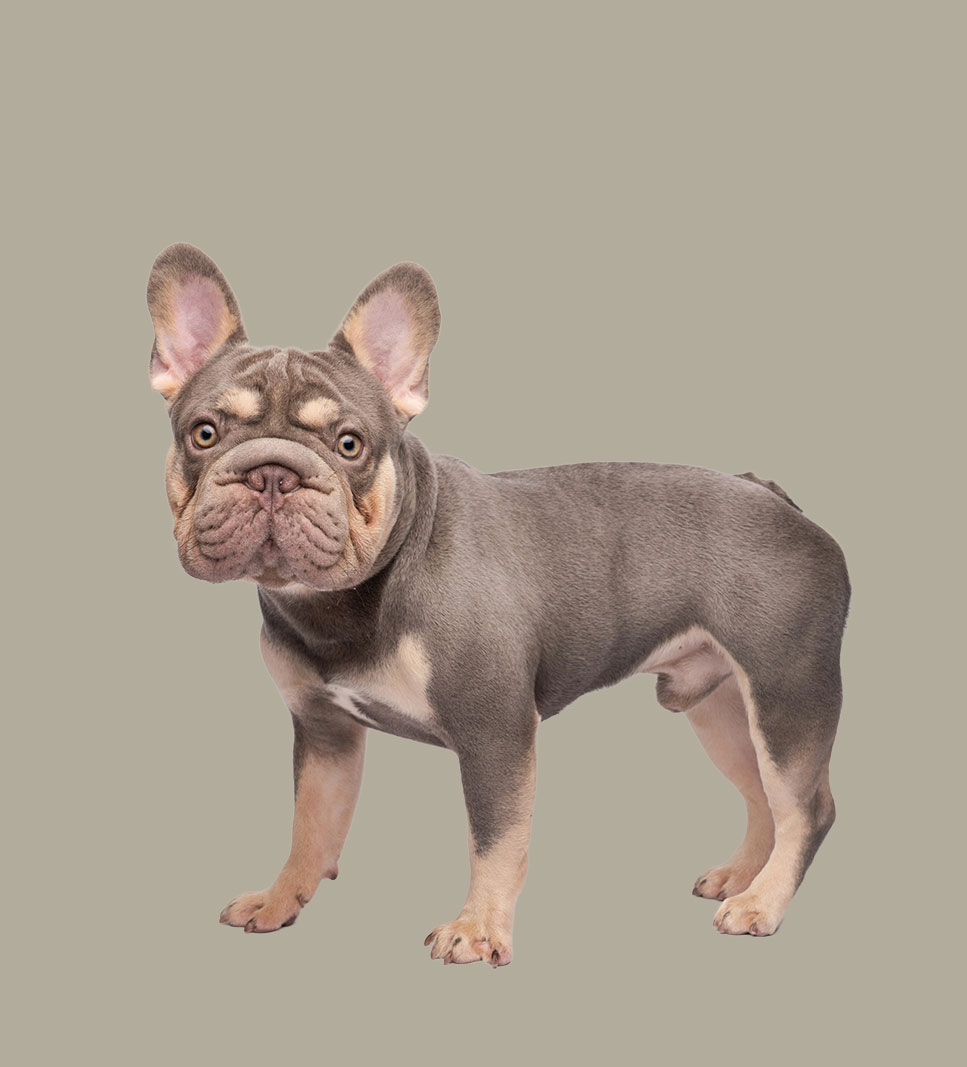 BULLDOG FRENCH