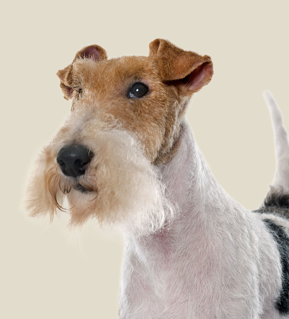 FOX TERRIER