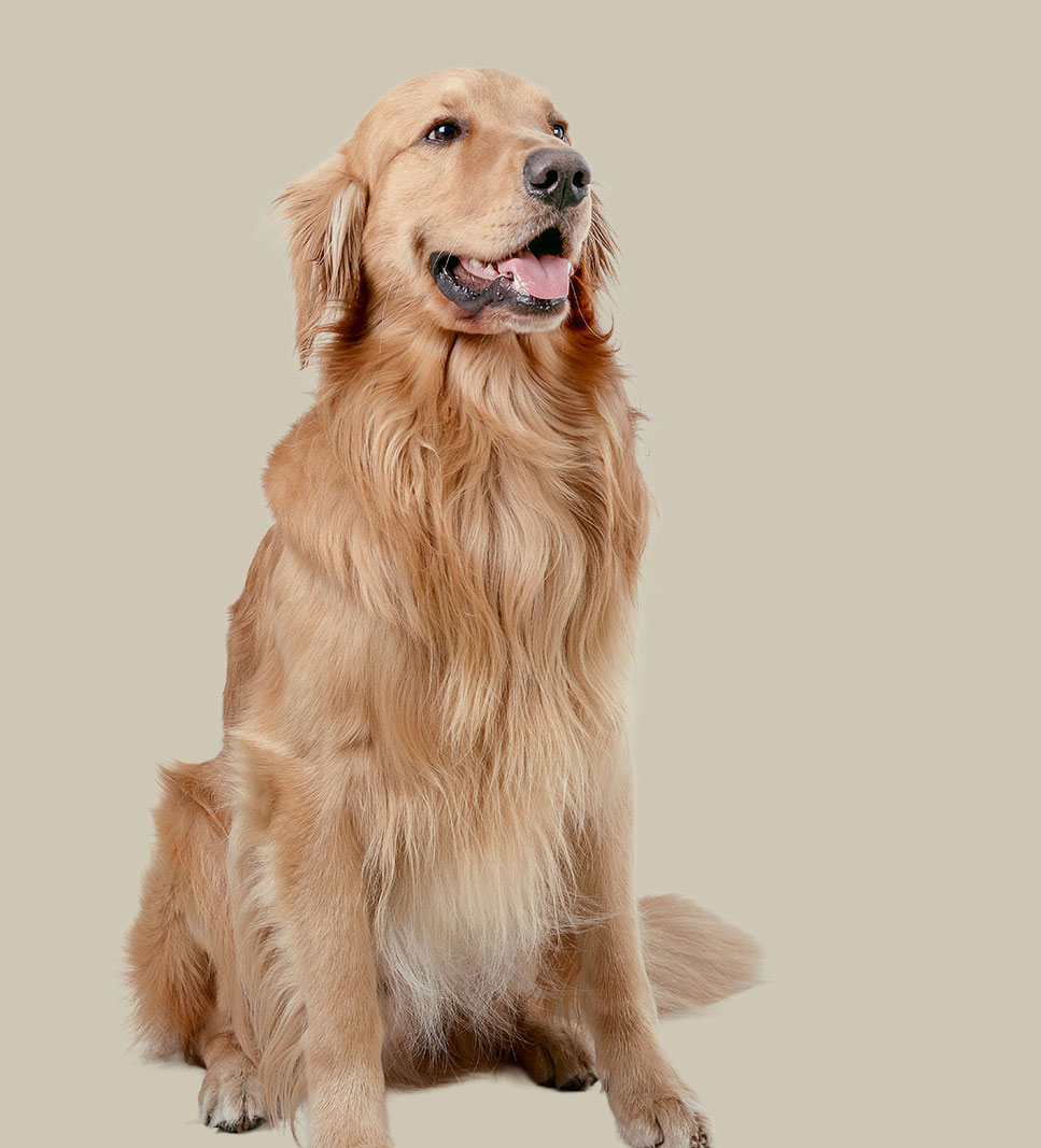 GOLDEN RETRIEVER