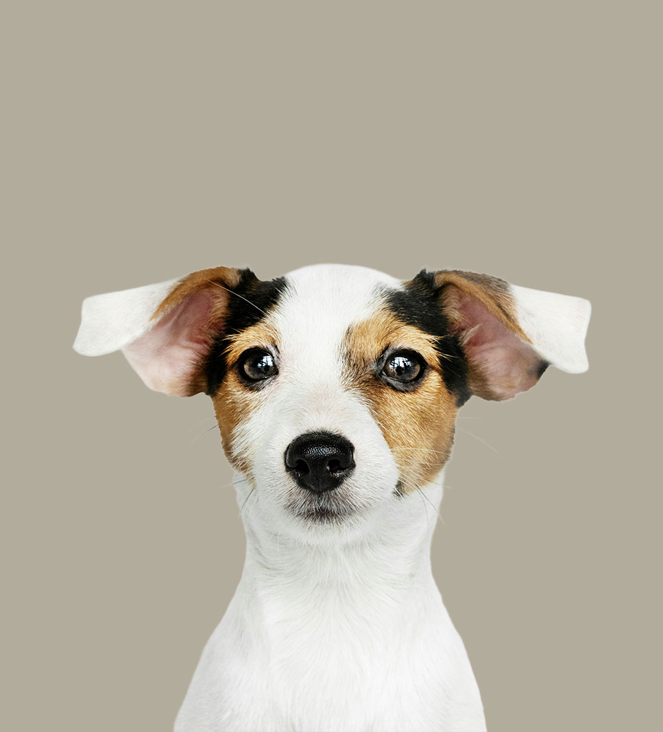 JACK RUSSELL