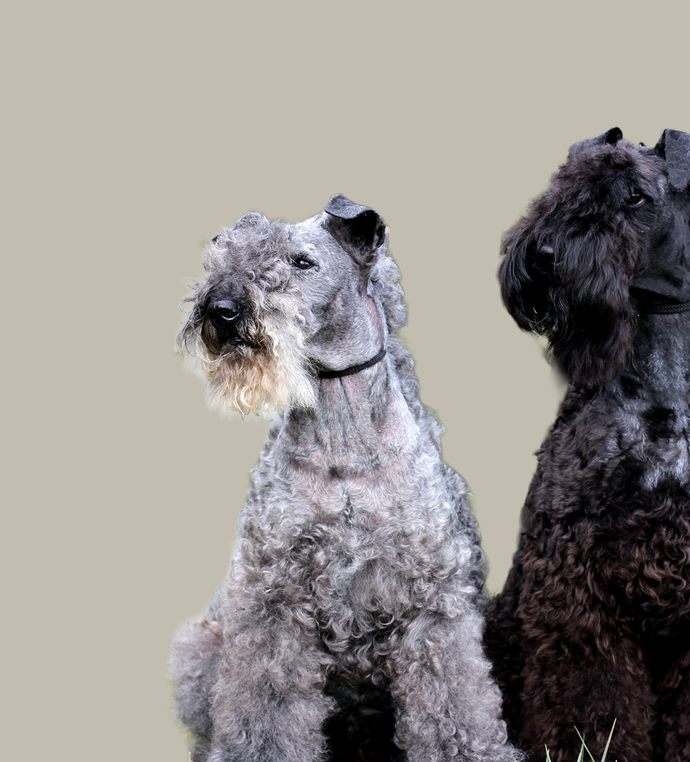 KERRY BLUE TERRIER