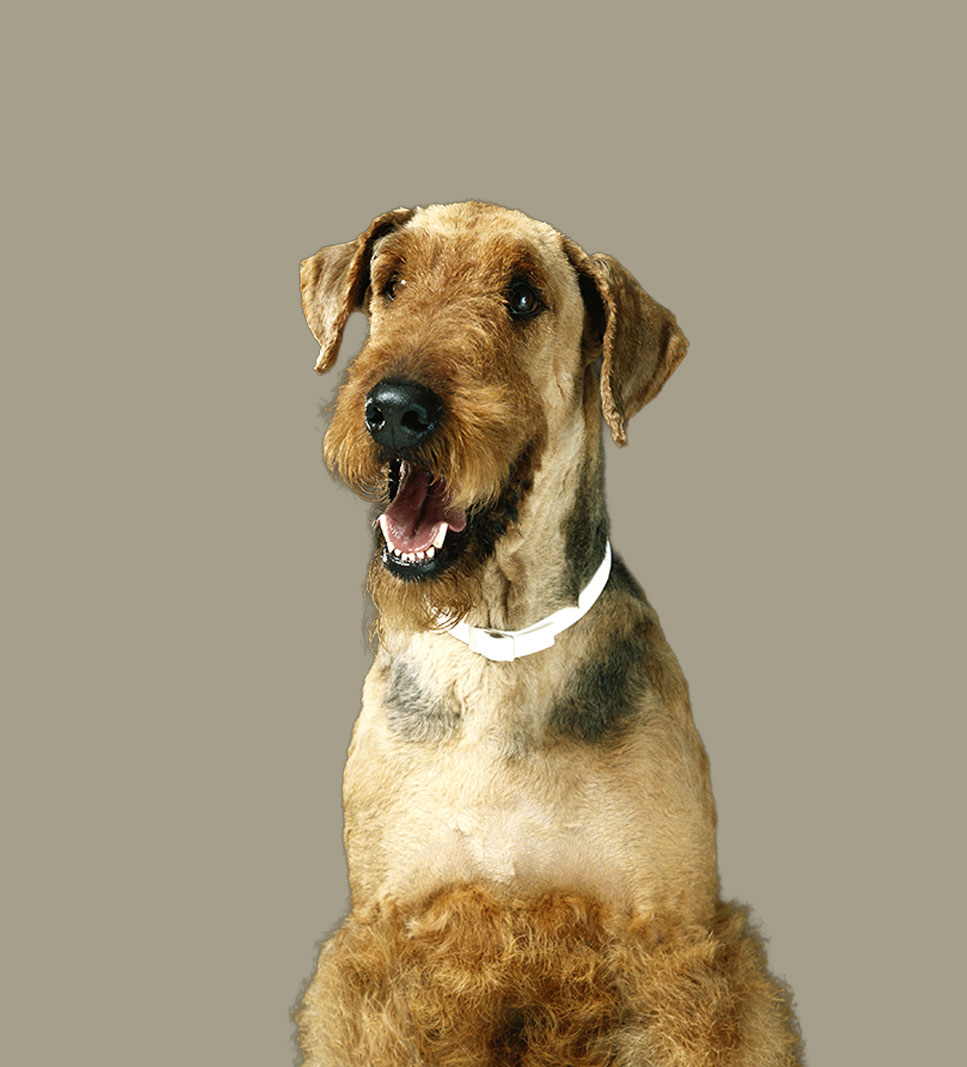WELSH TERRIER / LAKELAND TERRIER