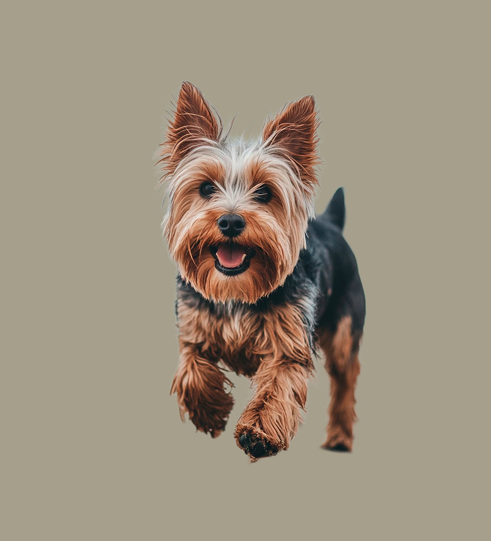 YORKSHIRE TERRIER